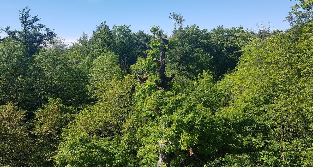Blick vom Kernenturm auf dichte, grüne Baumwipfel unter einem klaren, blauen Himmel., © Remstal Tourismus e.V. Blick vom Kernenturm auf dichte, grüne Baumwipfel unter einem klaren, blauen Himmel., © Remstal Tourismus e.V.