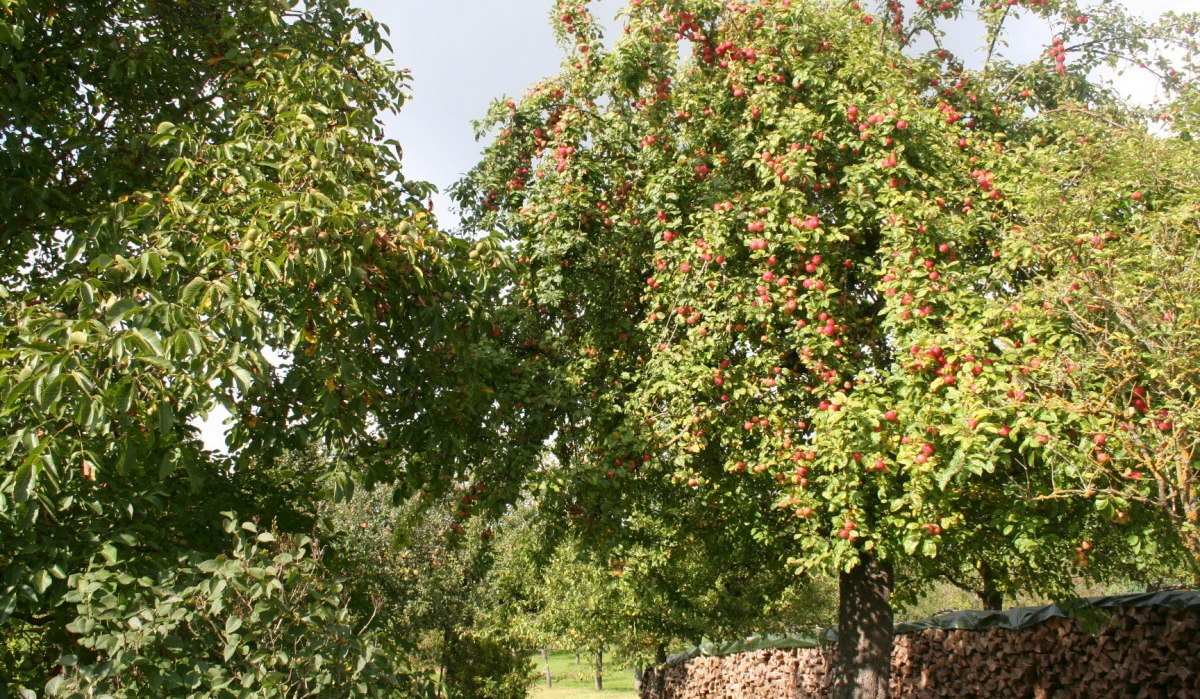 Apfelbäume mit roten Äpfeln stehen in einer grünen Landschaft. Im Hintergrund ist ein Stapel Holz zu sehen., © Natur.Nah. Schönbuch & Heckengäu