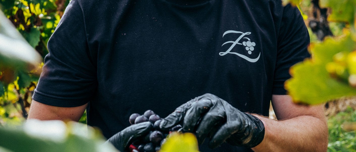Person mit schwarzem T-Shirt und Logo "Z" erntet Trauben im Weinberg, trägt schwarze Handschuhe., © Weingut Zaiß Person mit schwarzem T-Shirt und Logo "Z" erntet Trauben im Weinberg, trägt schwarze Handschuhe., © Weingut Zaiß