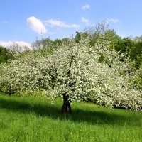 Ein blühender Obstbaum auf einer grünen Wiese unter blauem Himmel. Im Hintergrund sind weitere Bäume und ein Wald zu sehen., © Stadt Schorndorf
