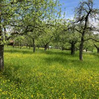 Felder & Wiesen in Waiblingen-Bittenfeld, &copy; Remstal Tourismus e.V.