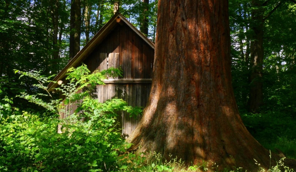 Ein riesiger Mammutbaum steht neben einer kleinen Holzhütte im dichten, grünen Wald., © Natur.Nah. Schönbuch & Heckengäu