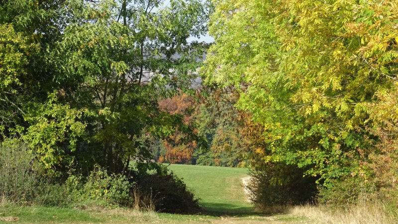 Ein schmaler Weg f&uuml;hrt durch eine gr&uuml;ne Landschaft, ges&auml;umt von B&auml;umen mit herbstlichem Laub., &copy; Foto: Cornelia Steinbach