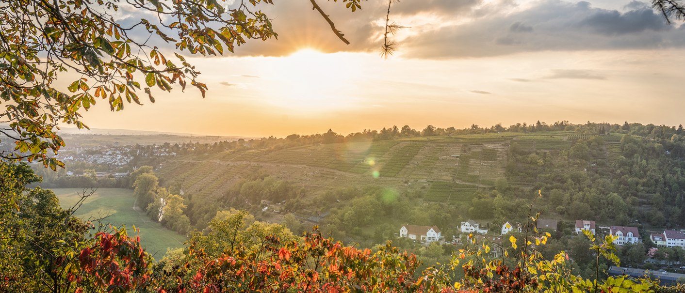 Sonnenuntergang über Weinbergen und Häusern in Bietigheim. Herbstliche Blätter im Vordergrund, sanfte Hügel und ein weites Tal im Hintergrund., © SMG, Martina Denker Sonnenuntergang über Weinbergen und Häusern in Bietigheim. Herbstliche Blätter im Vordergrund, sanfte Hügel und ein weites Tal im Hintergrund., © SMG, Martina Denker