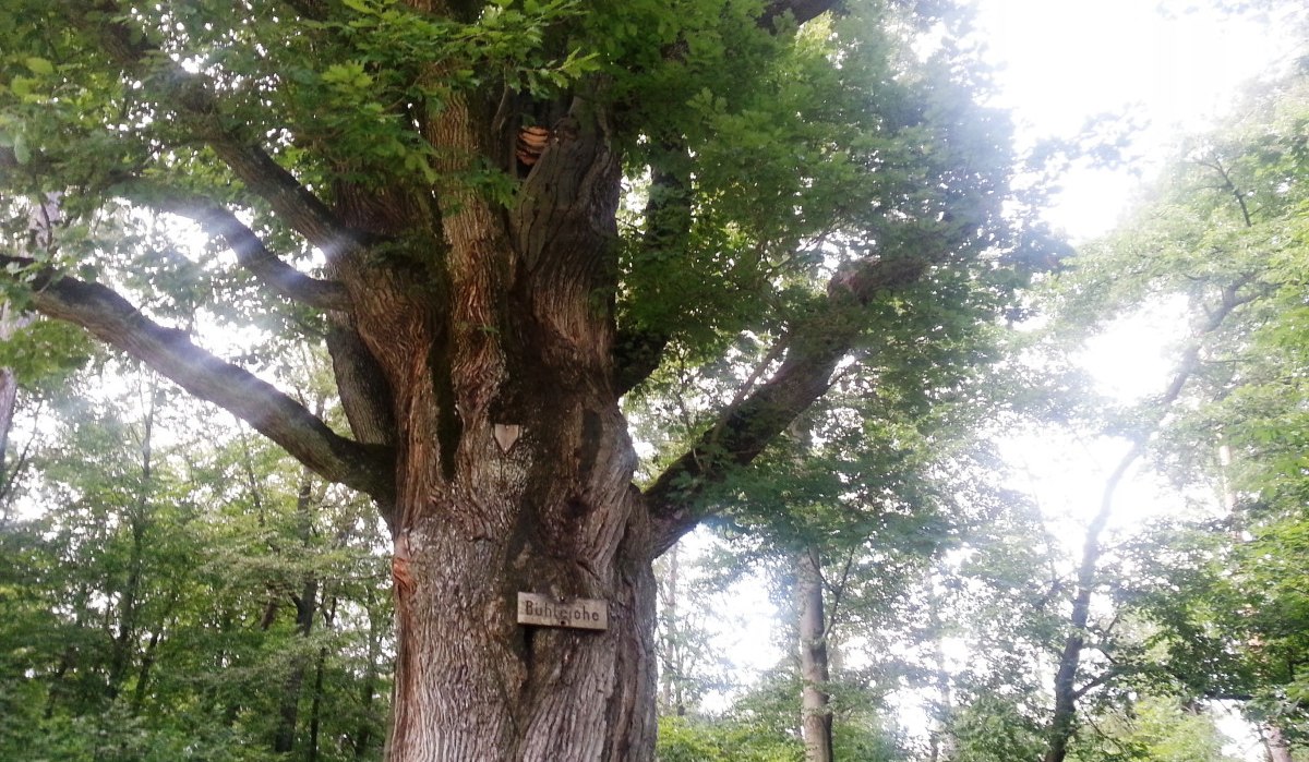Eine große Eiche im Wald mit einem Schild, das 'Bühleiche' zeigt. Sonnenlicht scheint durch die Blätter., © Plochingen