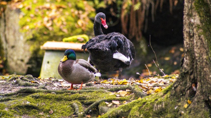 Stockente und Schwarzschwan am Schwanensee, Kurpark Bad Wildbad, © SMG, Sarah Schmid Stockente und Schwarzschwan am Schwanensee, Kurpark Bad Wildbad, © SMG, Sarah Schmid