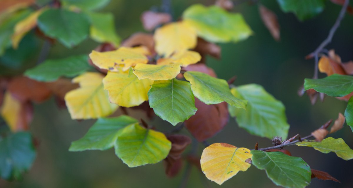 Bunte Herbstblätter in Gelb, Grün und Braun an einem Ast, unscharfer Hintergrund., © Stadtmarketing Sindelfingen Bunte Herbstblätter in Gelb, Grün und Braun an einem Ast, unscharfer Hintergrund., © Stadtmarketing Sindelfingen