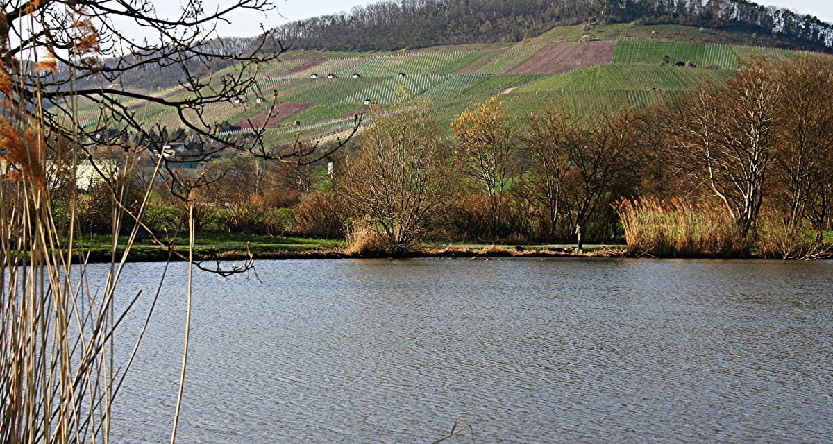 Ein See mit Bäumen im Vordergrund, dahinter Weinberge am Eselsberg unter klarem Himmel., © Land der 1000 Hügel - Kraichgau-Stromberg Ein See mit Bäumen im Vordergrund, dahinter Weinberge am Eselsberg unter klarem Himmel., © Land der 1000 Hügel - Kraichgau-Stromberg