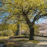 Ein großer Baum mit frischem Laub und blühenden Bäumen im Hintergrund im Klosterseepark Sindelfingen unter klarem, blauem Himmel., © SMG, Sarah Schmid Ein großer Baum mit frischem Laub und blühenden Bäumen im Hintergrund im Klosterseepark Sindelfingen unter klarem, blauem Himmel., © SMG, Sarah Schmid