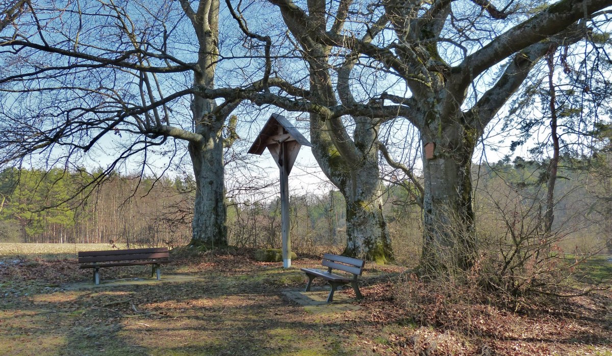 Drei große Buchen stehen in einer Waldlichtung. Zwei Bänke und ein hölzernes Schild sind zwischen den Bäumen platziert., © Natur.Nah. Schönbuch & Heckengäu