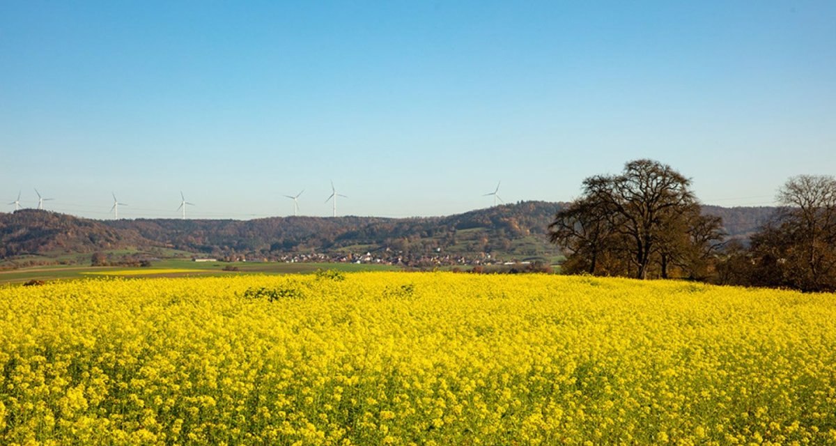 Bl&uuml;hendes Rapsfeld in Gaildorf, umgeben von Windr&auml;dern und B&auml;umen, unter klarem Himmel.