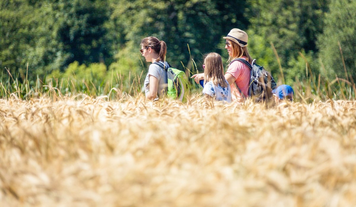 Eine Gruppe von Menschen wandert durch ein goldenes Getreidefeld, umgeben von grünen Bäumen. Sie tragen Rucksäcke und genießen die Natur., © hochgehberge