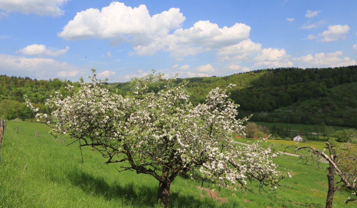 Ein blühender Baum steht auf einer grünen Wiese, umgeben von sanften Hügeln und einem blauen Himmel mit weißen Wolken., © Stadt Schorndorf Ein blühender Baum steht auf einer grünen Wiese, umgeben von sanften Hügeln und einem blauen Himmel mit weißen Wolken., © Stadt Schorndorf