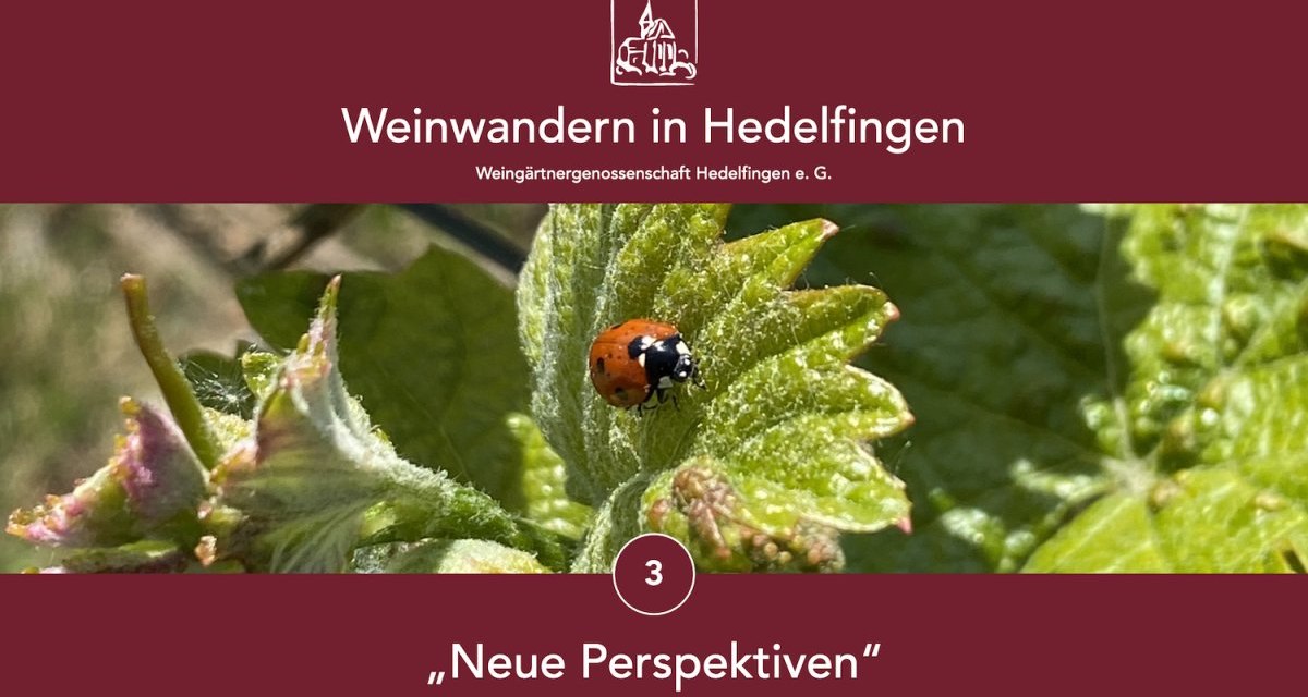 Marienkäfer auf Weinblatt, umgeben von Weinreben. Text: 'Weinwandern in Hedelfingen', 'Neue Perspektiven', Weingärtnergenossenschaft Hedelfingen., © Lukas Alperowitz Marienkäfer auf Weinblatt, umgeben von Weinreben. Text: 'Weinwandern in Hedelfingen', 'Neue Perspektiven', Weingärtnergenossenschaft Hedelfingen., © Lukas Alperowitz
