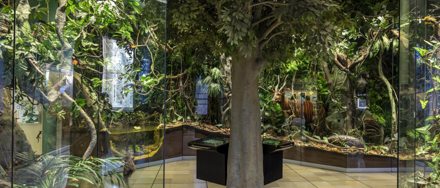Dschungel-Diorama im Naturkundemuseum Schloss Rosenstein mit Pflanzen, Bäumen und einem Tiermodell hinter Glas., © Stuttgart Marketing GmbH, Sarah Schmid