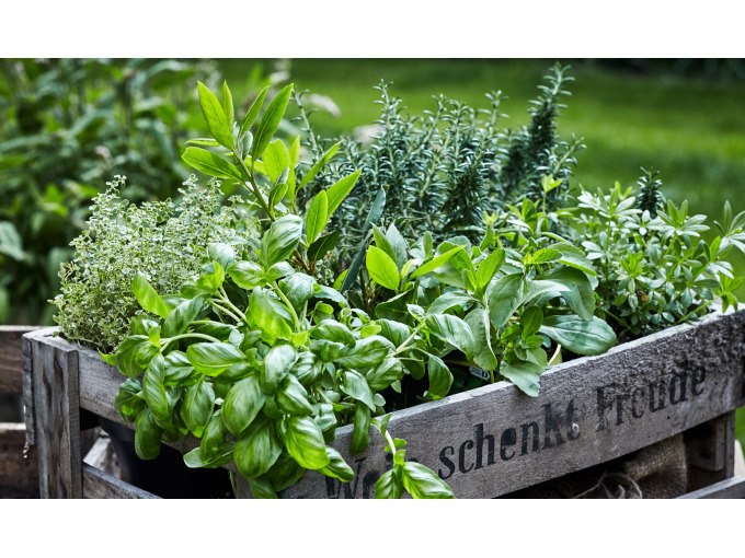 Frühlingskräuter - Heilsames aus der Natur, © WTM GmbH Waiblingen Frühlingskräuter - Heilsames aus der Natur, © WTM GmbH Waiblingen