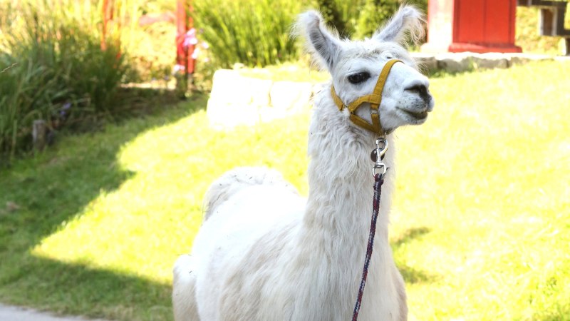 Lama beim Spaziergang, &copy; EINS+ALLES Erfahrungsfeld der Sinne