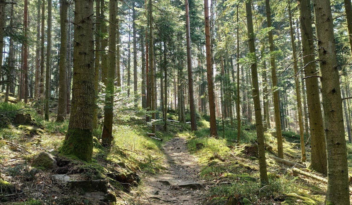 Der Pfad durch den lichten Wald ist traumhaft sch&ouml;n, &copy; N&ouml;rdlicher Schwarzwald