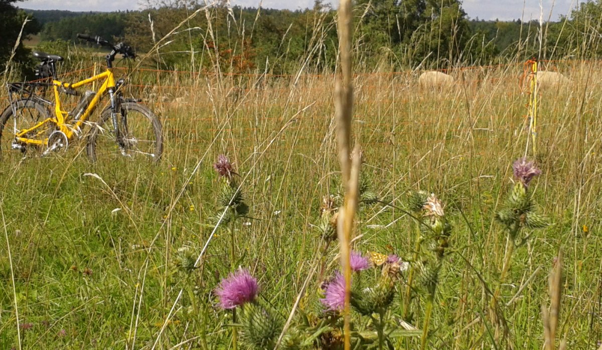 Gelbes Fahrrad auf einer Wiese, lila Distelblüten im Vordergrund, Bäume und blauer Himmel im Hintergrund., © Natur.Nah. Schönbuch & Heckengäu Gelbes Fahrrad auf einer Wiese, lila Distelblüten im Vordergrund, Bäume und blauer Himmel im Hintergrund., © Natur.Nah. Schönbuch & Heckengäu