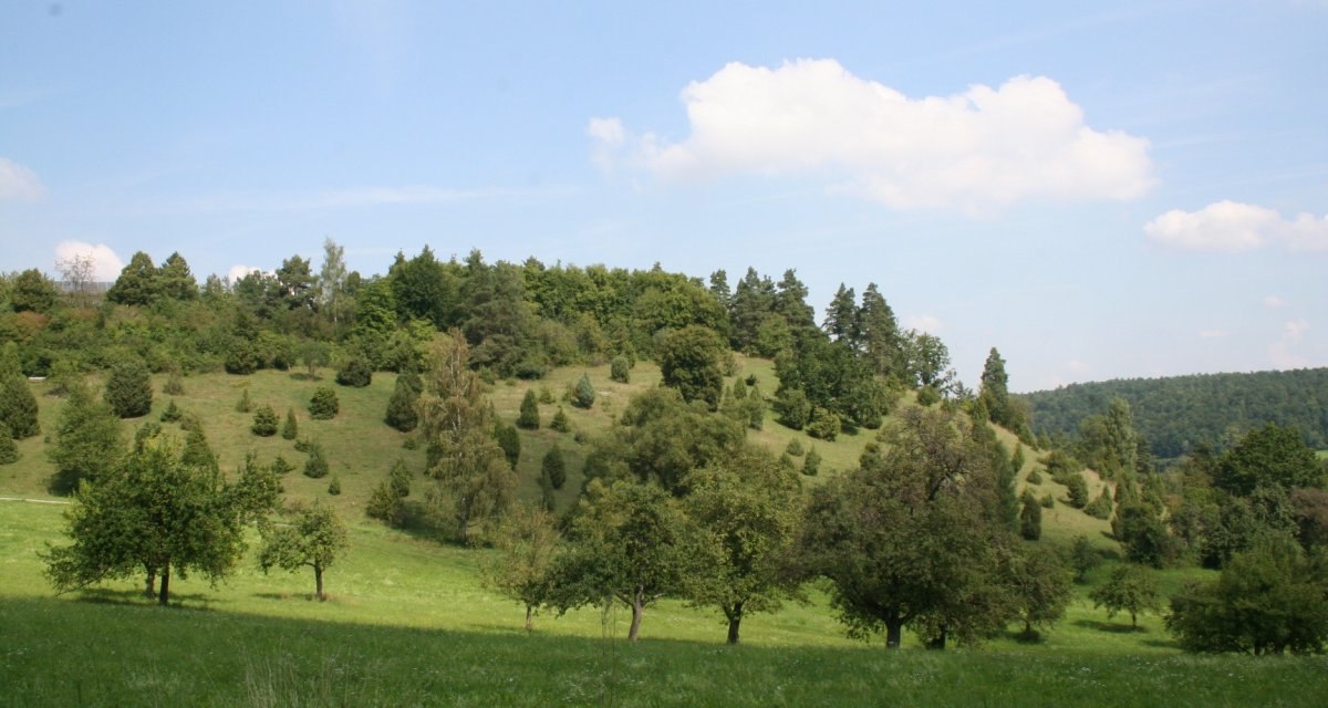 Grüne Hügellandschaft mit verstreuten Bäumen unter einem blauen Himmel mit weißen Wolken. Im Hintergrund dichter Wald., © Natur.Nah. Schönbuch & Heckengäu Grüne Hügellandschaft mit verstreuten Bäumen unter einem blauen Himmel mit weißen Wolken. Im Hintergrund dichter Wald., © Natur.Nah. Schönbuch & Heckengäu