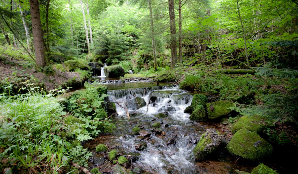 Ein kleiner Wasserfall fließt durch einen dichten, grünen Wald im Schwarzwald. Moos und Farne bedecken die Felsen am Ufer., © Nördlicher Schwarzwald Ein kleiner Wasserfall fließt durch einen dichten, grünen Wald im Schwarzwald. Moos und Farne bedecken die Felsen am Ufer., © Nördlicher Schwarzwald