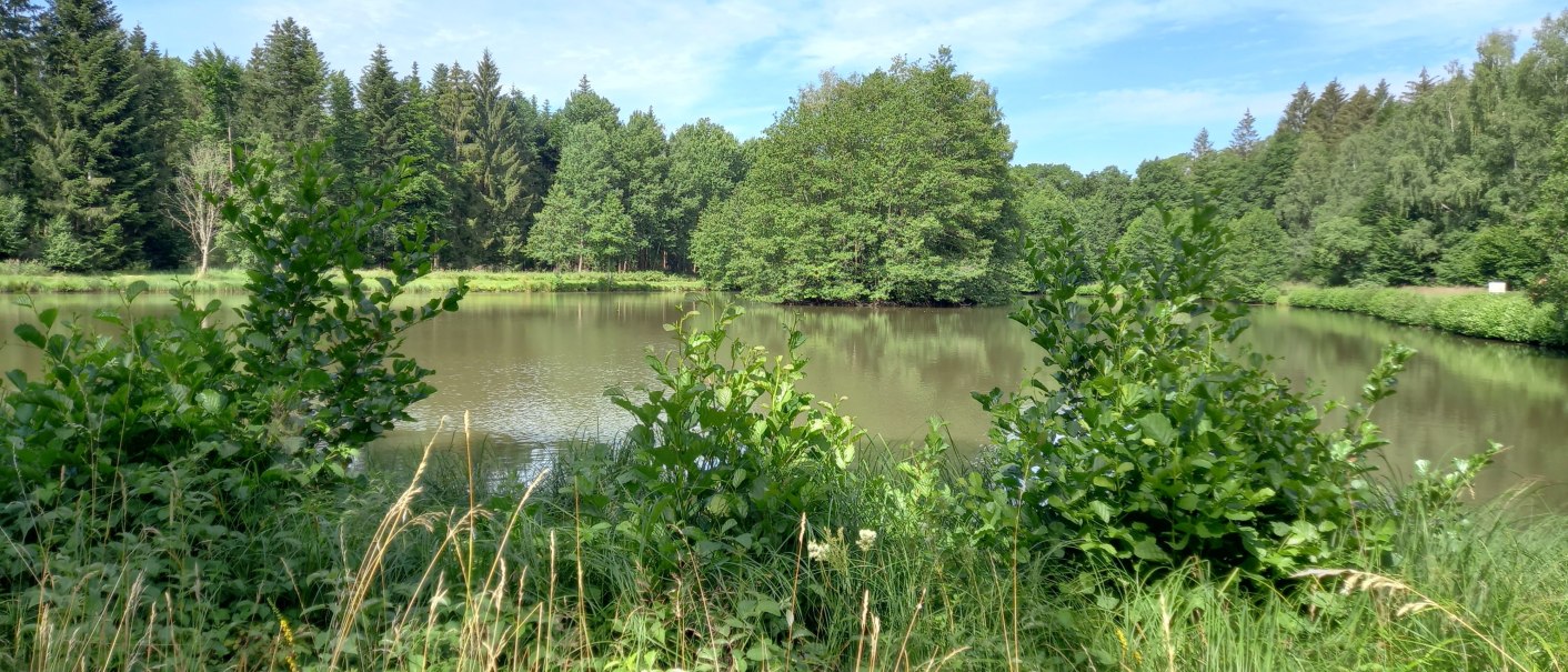 kleiner Waldsee, von Büschen und Bäumen umgeben, © Petra Natzkowski kleiner Waldsee, von Büschen und Bäumen umgeben, © Petra Natzkowski
