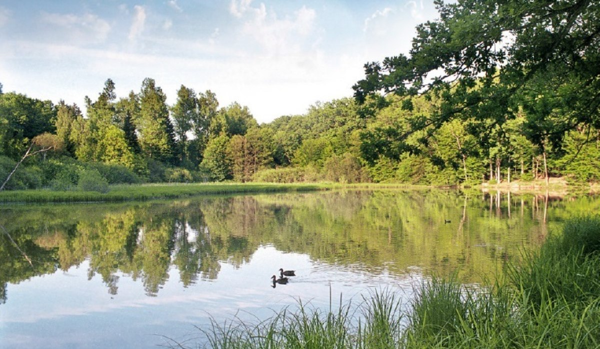 Ein ruhiger See mit Enten, umgeben von üppiger grüner Vegetation und Bäumen, spiegelt den blauen Himmel wider., © Natur.Nah. Schönbuch & Heckengäu