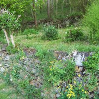 Steinmauer mit gelben Blumen und grünem Bewuchs in einem Waldgebiet. Im Hintergrund sind Bäume und Sträucher zu sehen., © Natur.Nah. Schönbuch & Heckengäu