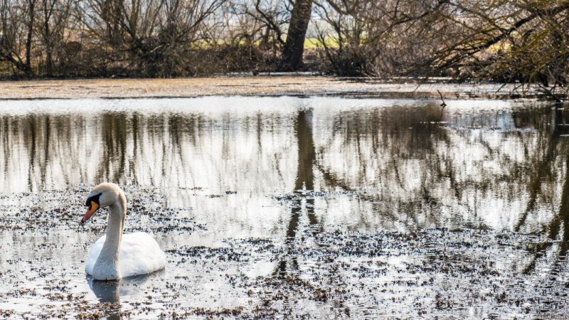 Ein Schwan schwimmt auf einem ruhigen Teich, umgeben von kahlen Bäumen und reflektiertem Licht., © Tourenportal Schönbuch & Heckengäu Ein Schwan schwimmt auf einem ruhigen Teich, umgeben von kahlen Bäumen und reflektiertem Licht., © Tourenportal Schönbuch & Heckengäu