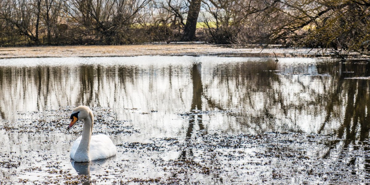 Ein Schwan schwimmt auf einem ruhigen Teich, umgeben von kahlen Bäumen und reflektiertem Licht., © Tourenportal Schönbuch & Heckengäu