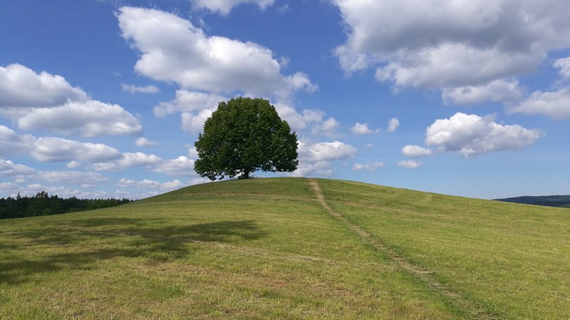 Ein einzelner Baum auf einem H&uuml;gel unter blauem Himmel mit wei&szlig;en Wolken. Ein Pfad f&uuml;hrt zum Baum., &copy; Bad Urach Tourismus