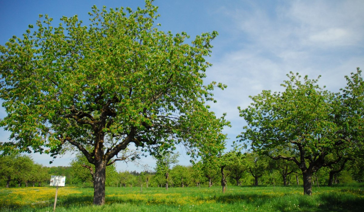 Eine grüne Wiese mit blühenden Bäumen und einem blauen Himmel im Hintergrund. Ein Schild steht links im Bild., © Stadt Schorndorf Eine grüne Wiese mit blühenden Bäumen und einem blauen Himmel im Hintergrund. Ein Schild steht links im Bild., © Stadt Schorndorf