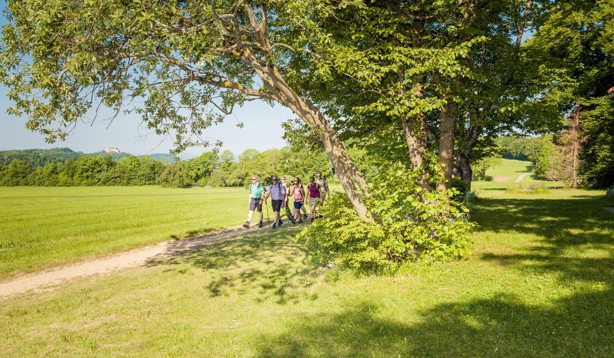 Eine Gruppe von Wanderern spaziert auf einem Pfad durch eine grüne Landschaft mit Bäumen und Wiesen., © hochgehberge Eine Gruppe von Wanderern spaziert auf einem Pfad durch eine grüne Landschaft mit Bäumen und Wiesen., © hochgehberge