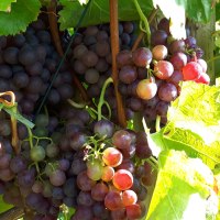 Reife rote Weintrauben hängen an einem Weinstock, umgeben von grünen Blättern im Sonnenlicht., © SMG Reife rote Weintrauben hängen an einem Weinstock, umgeben von grünen Blättern im Sonnenlicht., © SMG