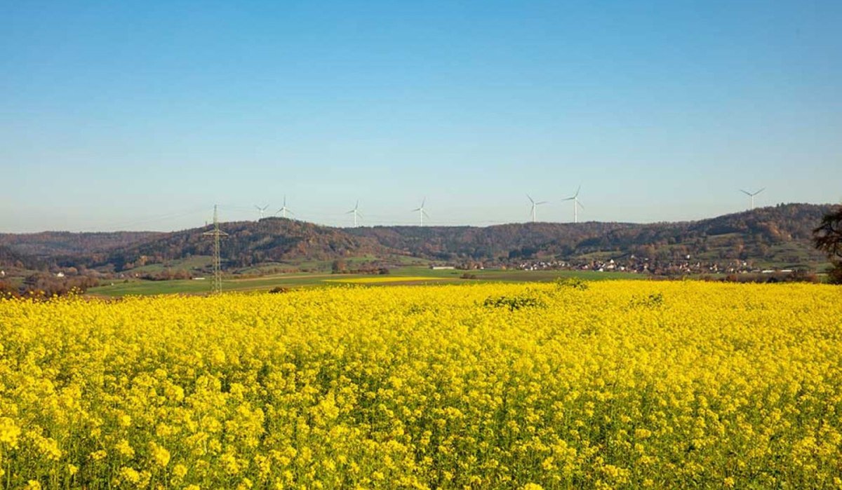 Ein weites, gelbes Rapsfeld erstreckt sich vor einem blauen Himmel. Im Hintergrund sind Windräder und Hügel zu sehen.