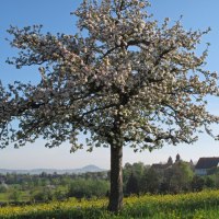 Ein blühender Apfelbaum steht auf einer Wiese voller gelber Blumen. Im Hintergrund sind ein Dorf und Hügel zu sehen., © Landkreis Göppingen
