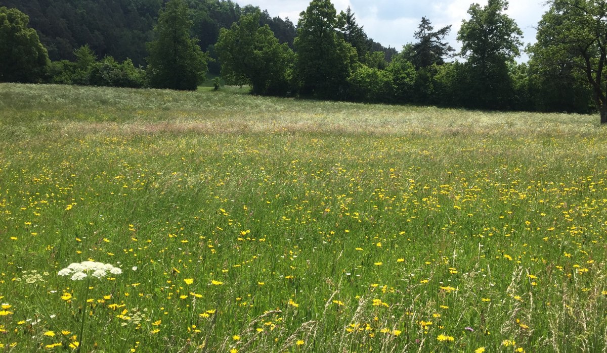 Eine grüne Wiese mit gelben Blumen im Schönbuch, umgeben von Bäumen und einem bewölkten Himmel., © www.pro-cycl.de Eine grüne Wiese mit gelben Blumen im Schönbuch, umgeben von Bäumen und einem bewölkten Himmel., © www.pro-cycl.de