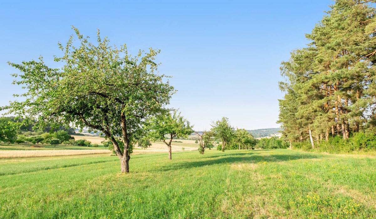 Grüne Wiesen mit Obstbäumen und einem Wald im Hintergrund unter einem klaren blauen Himmel. Grüne Wiesen mit Obstbäumen und einem Wald im Hintergrund unter einem klaren blauen Himmel.