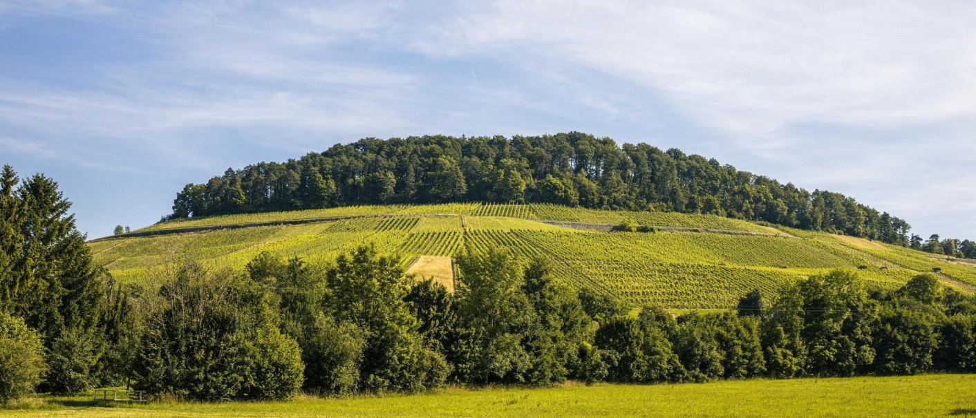 Grüne Weinberge im Zipfelbachtal bei Winnenden, umgeben von Bäumen und einem Wald auf dem Hügel im Hintergrund., © SMG, Sarah Schmid Grüne Weinberge im Zipfelbachtal bei Winnenden, umgeben von Bäumen und einem Wald auf dem Hügel im Hintergrund., © SMG, Sarah Schmid