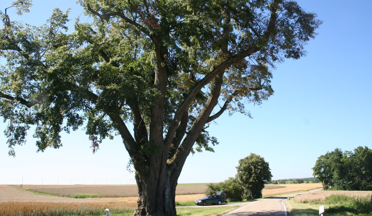 Ein großer Baum steht neben einer Landstraße. Im Hintergrund ist ein Auto zu sehen, umgeben von Feldern und klarem Himmel., © Natur.Nah. Schönbuch & Heckengäu Ein großer Baum steht neben einer Landstraße. Im Hintergrund ist ein Auto zu sehen, umgeben von Feldern und klarem Himmel., © Natur.Nah. Schönbuch & Heckengäu