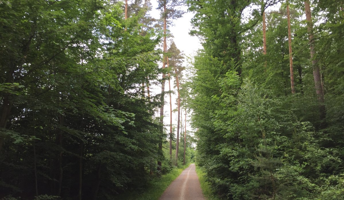 Ein schmaler Weg schlängelt sich durch einen dichten Wald mit hohen, grünen Bäumen im Schönbuch., © www.pro-cycl.de
