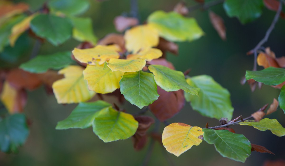 Bunte Herbstblätter in Gelb, Grün und Braun an einem Ast, unscharfer Hintergrund., © Stadtmarketing Sindelfingen Bunte Herbstblätter in Gelb, Grün und Braun an einem Ast, unscharfer Hintergrund., © Stadtmarketing Sindelfingen