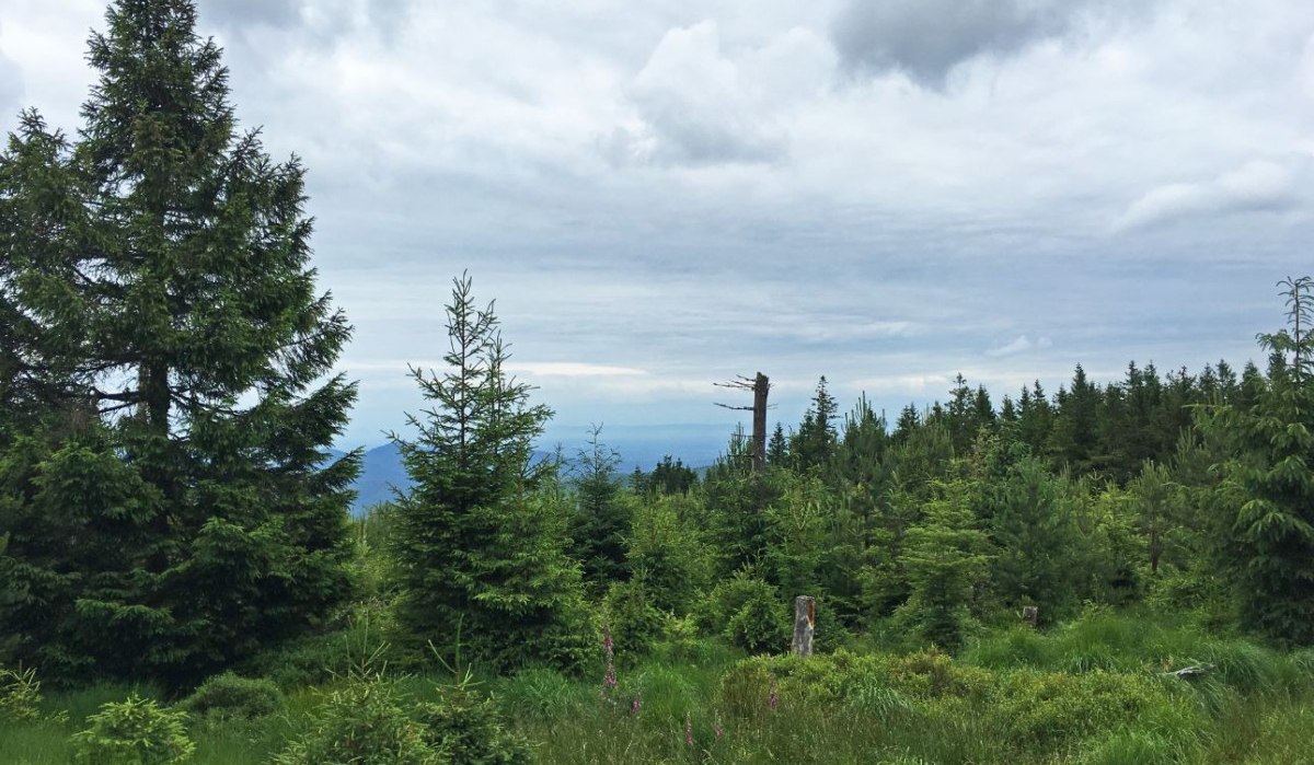 Grüne Waldlandschaft im Kaltenbronn Schutzgebiet mit dichten Bäumen und bewölktem Himmel., © www.pro-cycl.de