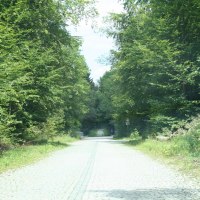 Ein gepflasterter Weg führt durch einen dichten Wald mit üppigem Grün. Die Bäume säumen den Weg und spenden Schatten., © Natur.Nah. Schönbuch & Heckengäu Ein gepflasterter Weg führt durch einen dichten Wald mit üppigem Grün. Die Bäume säumen den Weg und spenden Schatten., © Natur.Nah. Schönbuch & Heckengäu