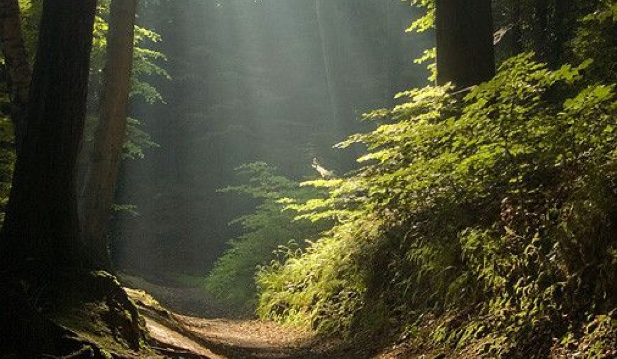 Ein schattiger Waldweg, beleuchtet von Sonnenstrahlen, die durch das dichte Blätterdach dringen. Die Atmosphäre wirkt ruhig und friedlich., © Nördlicher Schwarzwald Ein schattiger Waldweg, beleuchtet von Sonnenstrahlen, die durch das dichte Blätterdach dringen. Die Atmosphäre wirkt ruhig und friedlich., © Nördlicher Schwarzwald