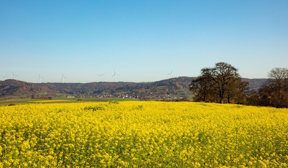 Blühendes Rapsfeld in Gaildorf, umgeben von Windrädern und Bäumen, unter klarem Himmel.