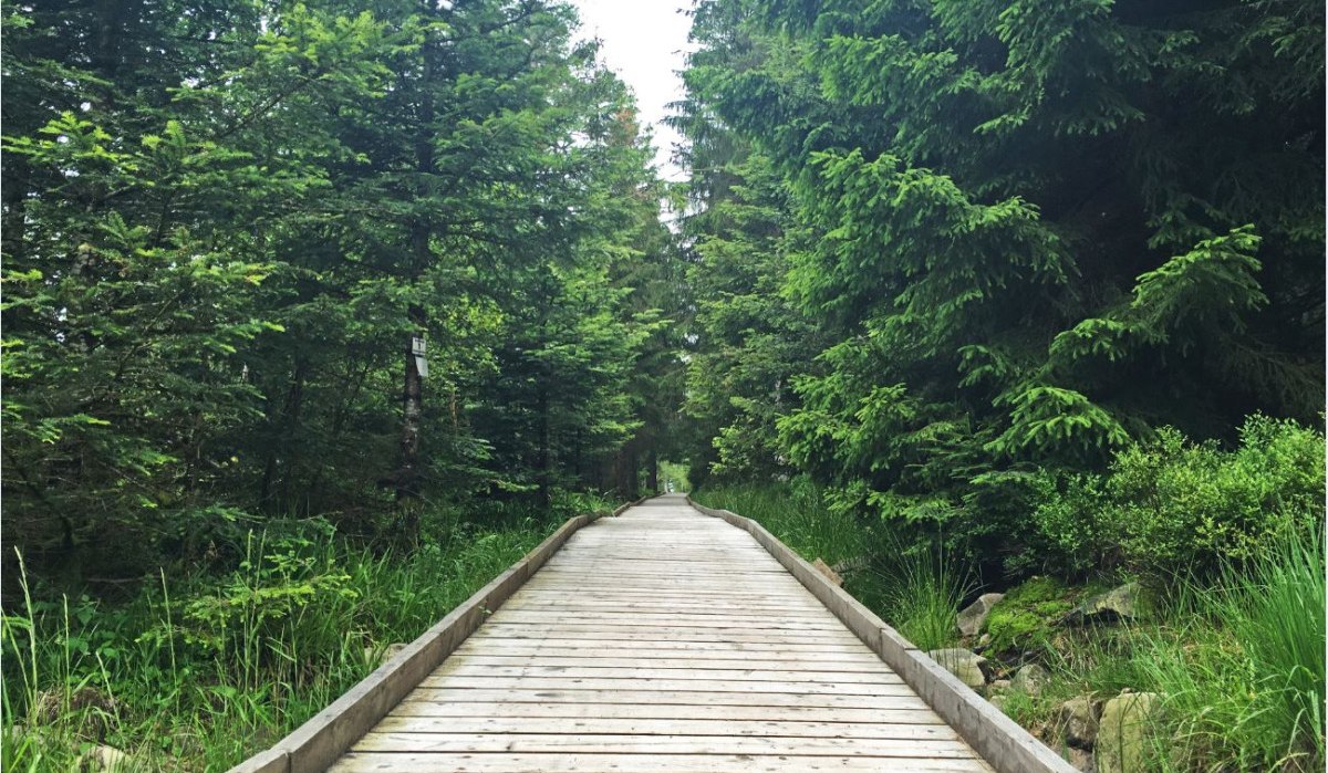 Ein Holzweg führt durch einen dichten, grünen Wald. Der Weg ist von hohen Bäumen gesäumt und führt zum Hochmoor Hohlohsee., © www.pro-cycl.de Ein Holzweg führt durch einen dichten, grünen Wald. Der Weg ist von hohen Bäumen gesäumt und führt zum Hochmoor Hohlohsee., © www.pro-cycl.de