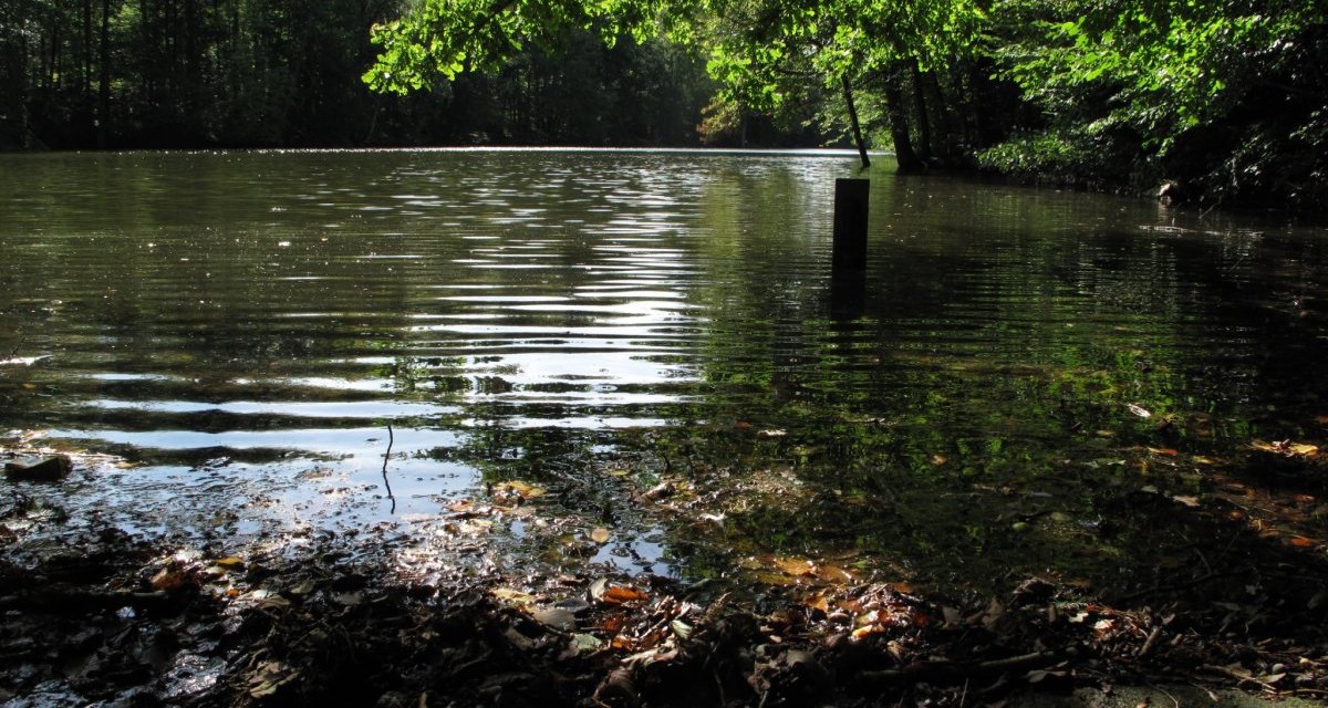 Ein ruhiger See umgeben von dichtem Wald. Sonnenlicht reflektiert auf der Wasseroberfläche, während Blätter das Ufer bedecken., © RadL Leonberg Ein ruhiger See umgeben von dichtem Wald. Sonnenlicht reflektiert auf der Wasseroberfläche, während Blätter das Ufer bedecken., © RadL Leonberg