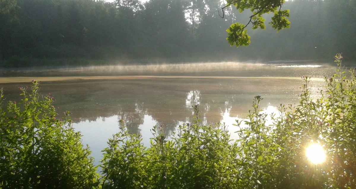 Ein ruhiger See mit leichtem Nebel und Sonnenlicht, umgeben von grünen Pflanzen und Bäumen im Hintergrund., © Natur.Nah. Schönbuch & Heckengäu Ein ruhiger See mit leichtem Nebel und Sonnenlicht, umgeben von grünen Pflanzen und Bäumen im Hintergrund., © Natur.Nah. Schönbuch & Heckengäu