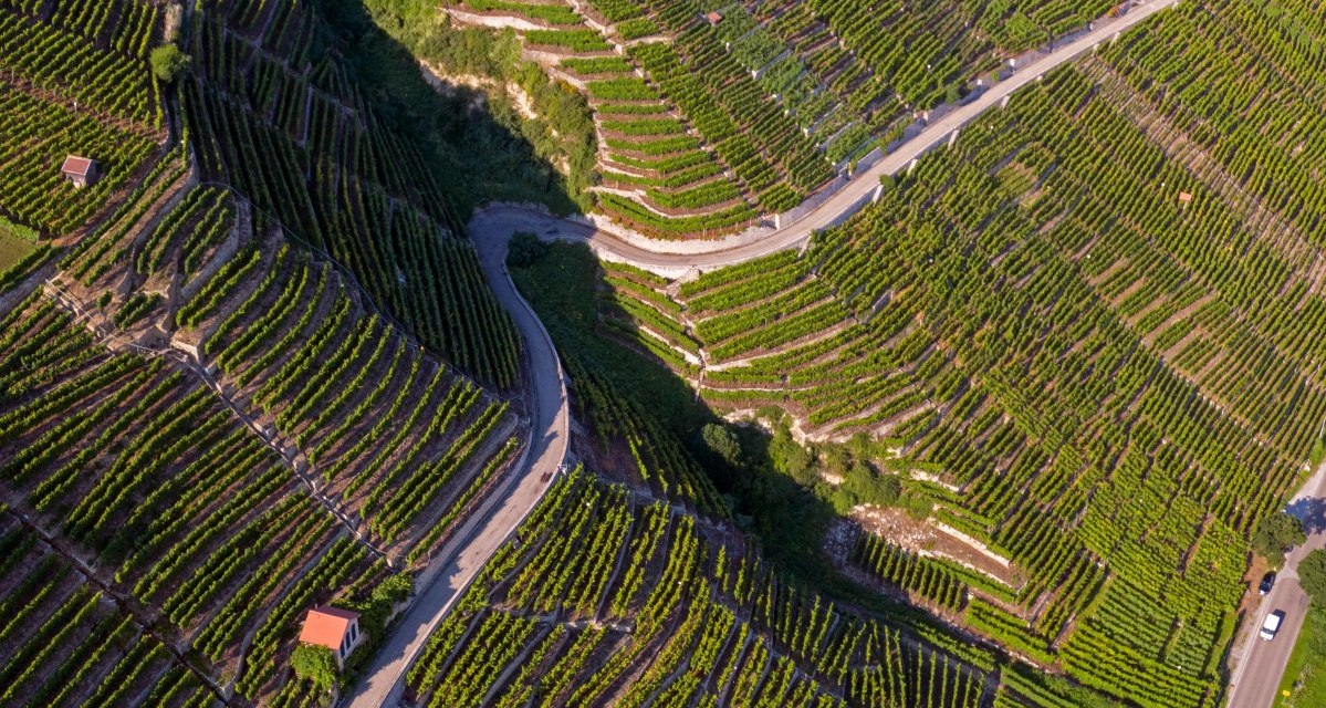 Die imposante Luftaufnahme offenbart die spektakulären Steillagen rund um den Mundelsheimer Käsberg. Die dicht bepflanzten Rebzeilen formen ein fast grafisches Muster und zeugen vom traditionsreichen Weinbau in der Region., © Kraichgau-Stromberg Tourismus e.V. Die imposante Luftaufnahme offenbart die spektakulären Steillagen rund um den Mundelsheimer Käsberg. Die dicht bepflanzten Rebzeilen formen ein fast grafisches Muster und zeugen vom traditionsreichen Weinbau in der Region., © Kraichgau-Stromberg Tourismus e.V.